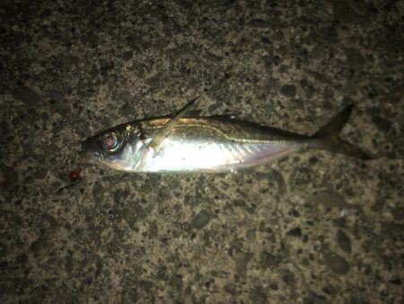 アジもサイズがダウン